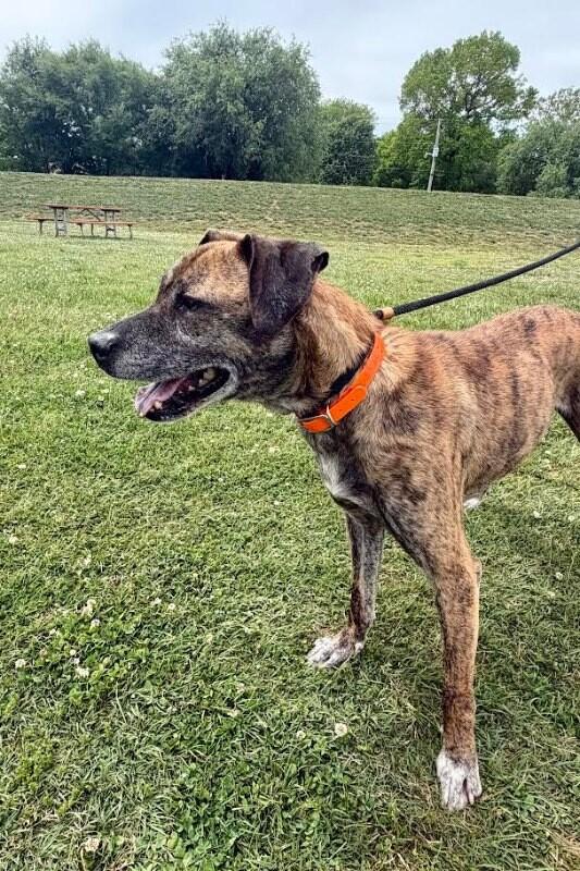 Enlarge Duke2, a Adoptable mixed breed in Maryville, TN image 5/6