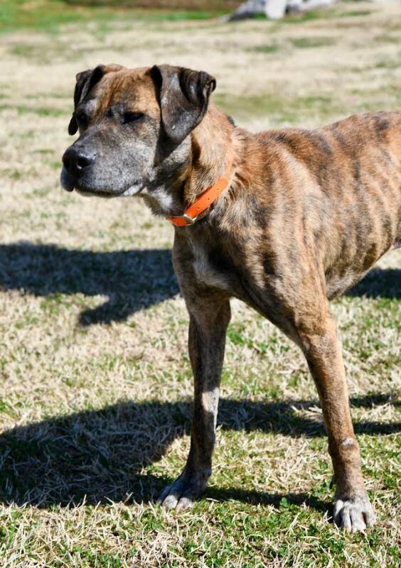Enlarge Duke2, a Adoptable mixed breed in Maryville, TN image 6/6