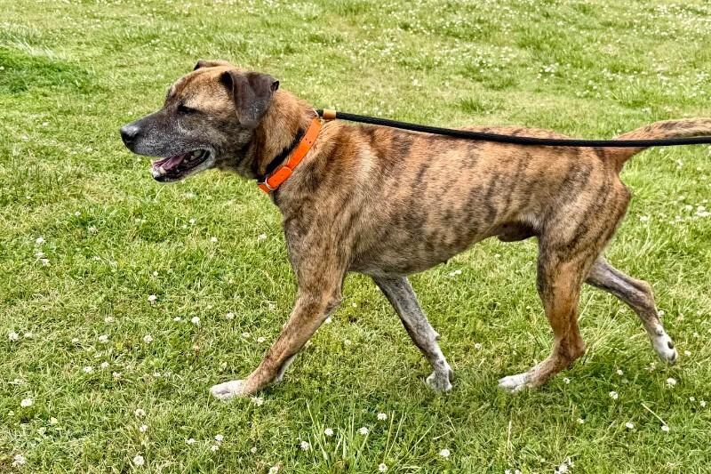 Enlarge Duke2, a Adoptable mixed breed in Maryville, TN image 6/6