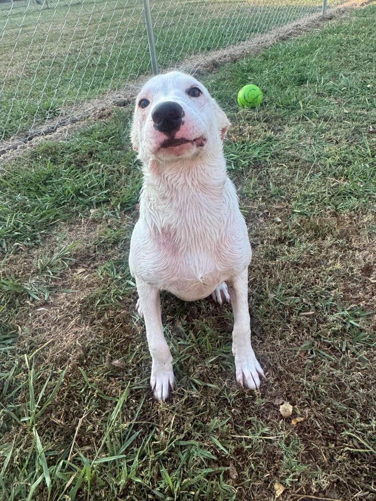Spirit, Adoptable, Puppy Female Great Pyrenees & Anatolian Shepherd.