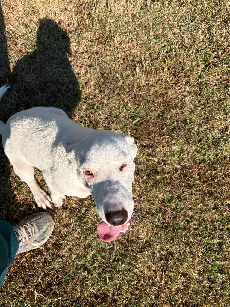 Enlarge Spirit, a Adoptable mixed breed in Ada, OK image 2/5