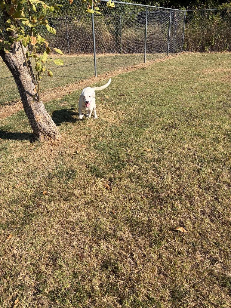 Enlarge Spirit, a Adoptable mixed breed in Ada, OK image 3/5