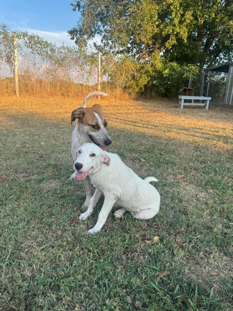 Enlarge Spirit, a Adoptable mixed breed in Ada, OK image 4/5