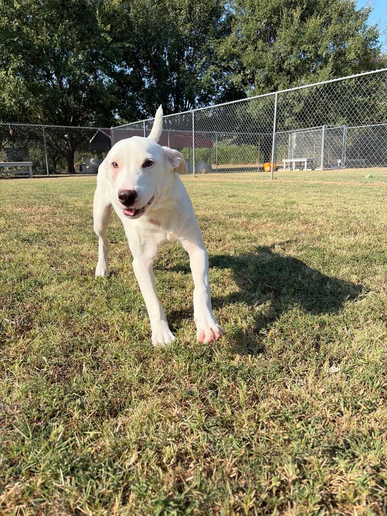 Enlarge Spirit, a Adoptable mixed breed in Ada, OK image 5/5