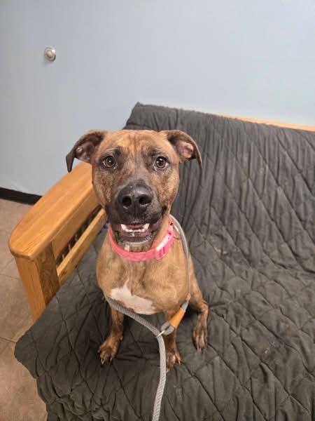 Akira, Adoptable, Puppy Female Mixed Breed.