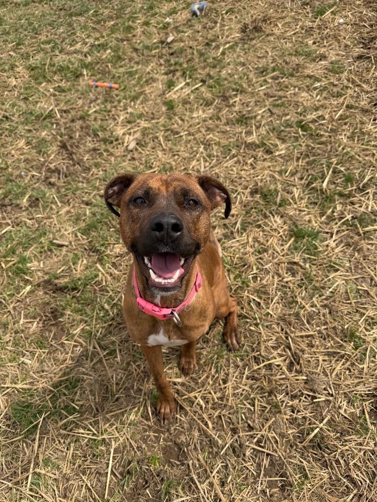 Akira, a Adoptable mixed breed in Marion, OH image 2/5