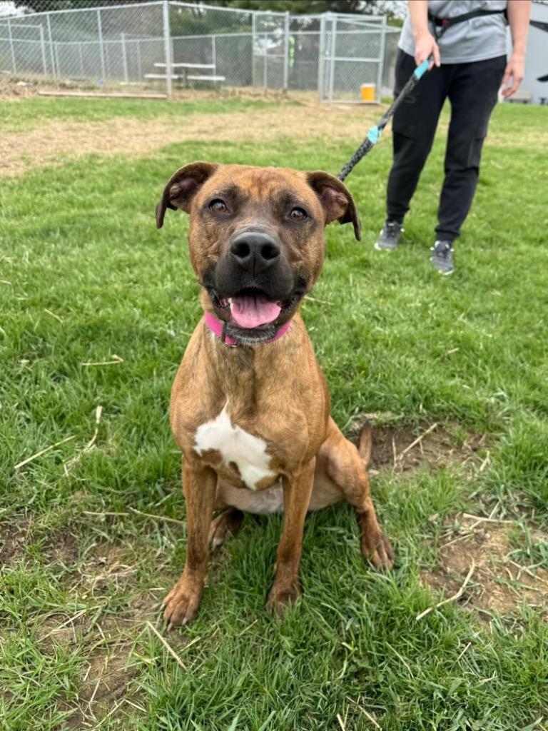 Enlarge Akira, a Adoptable mixed breed in Marion, OH image 3/6