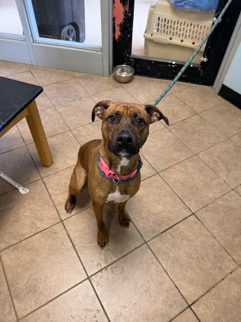 Akira, a Adoptable mixed breed in Marion, OH image 3/5