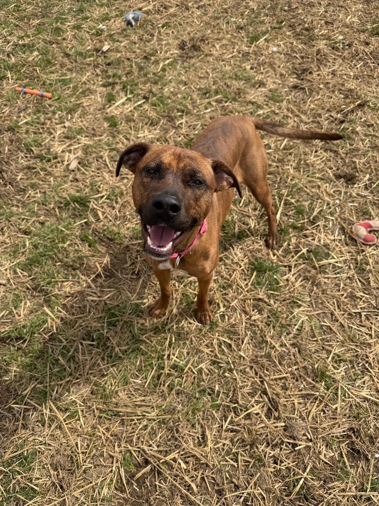 Akira, a Adoptable mixed breed in Marion, OH image 4/5