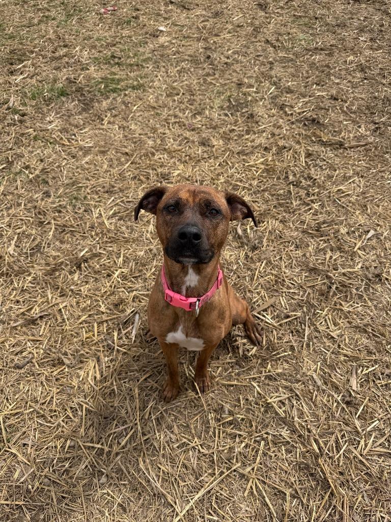 Akira, a Adoptable mixed breed in Marion, OH image 5/5