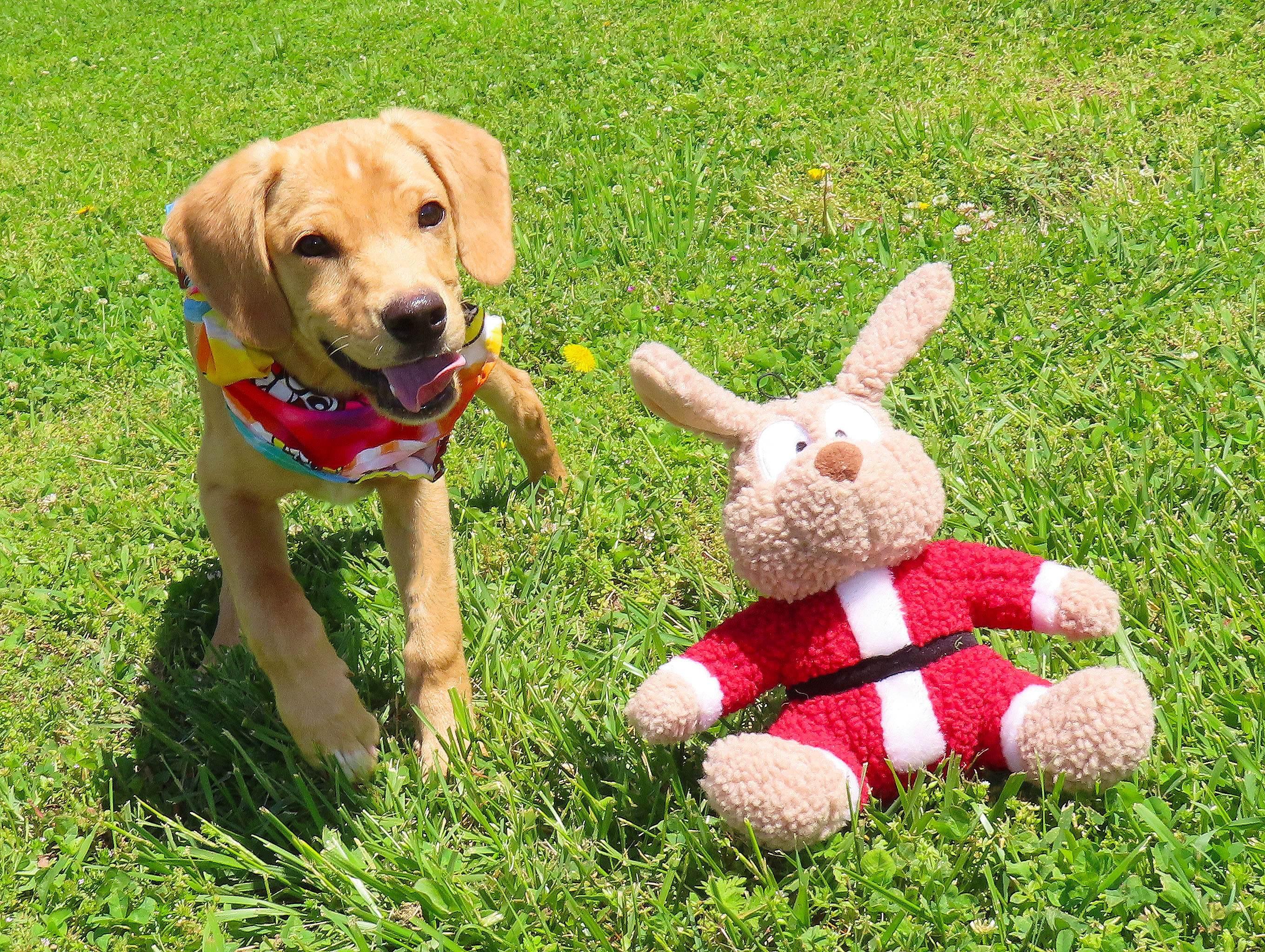 Flynn 26C-98, an adopted Yellow Labrador Retriever in Rogers, AR image 4/5