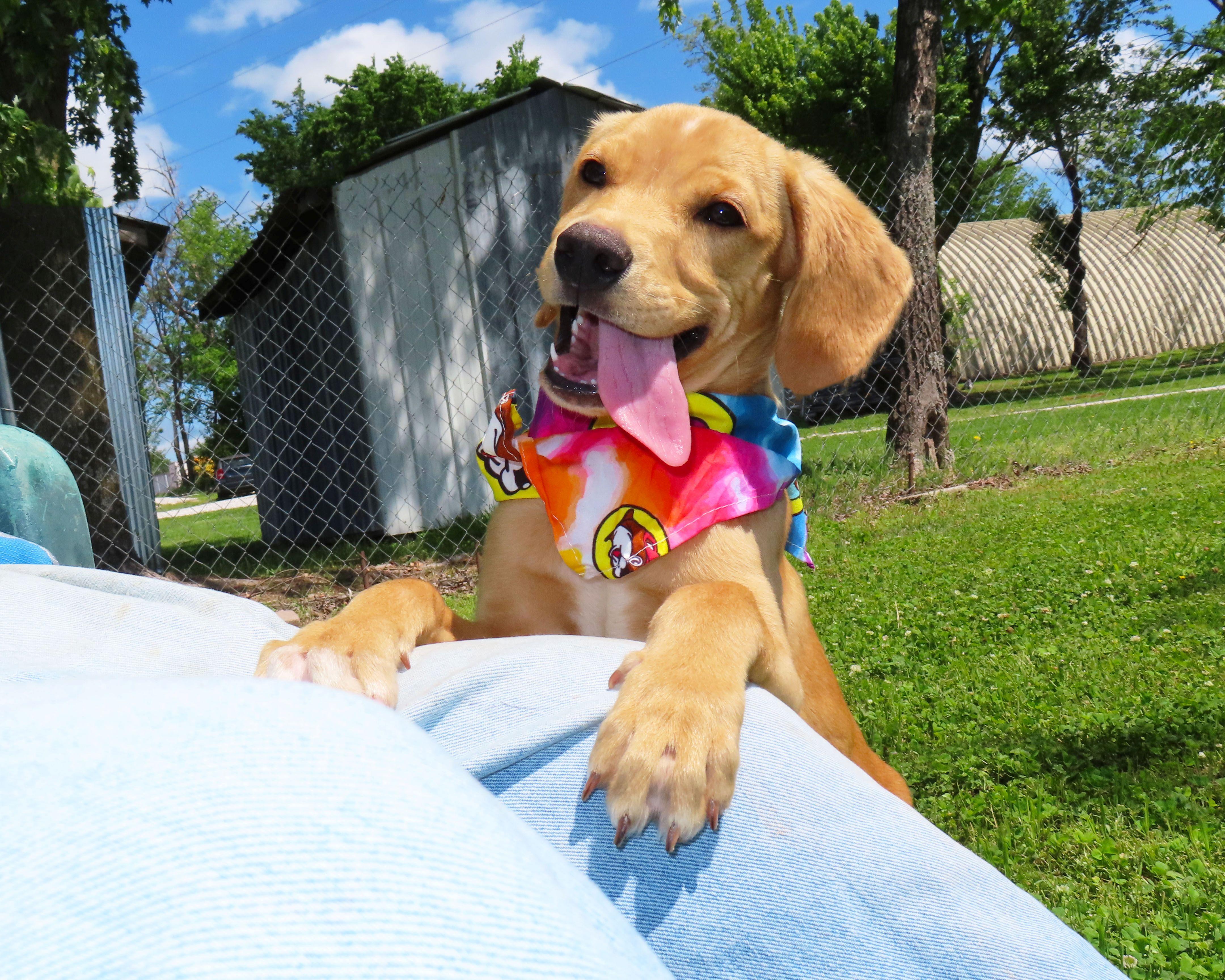 Flynn 26C-98, an adopted Yellow Labrador Retriever in Rogers, AR image 2/5