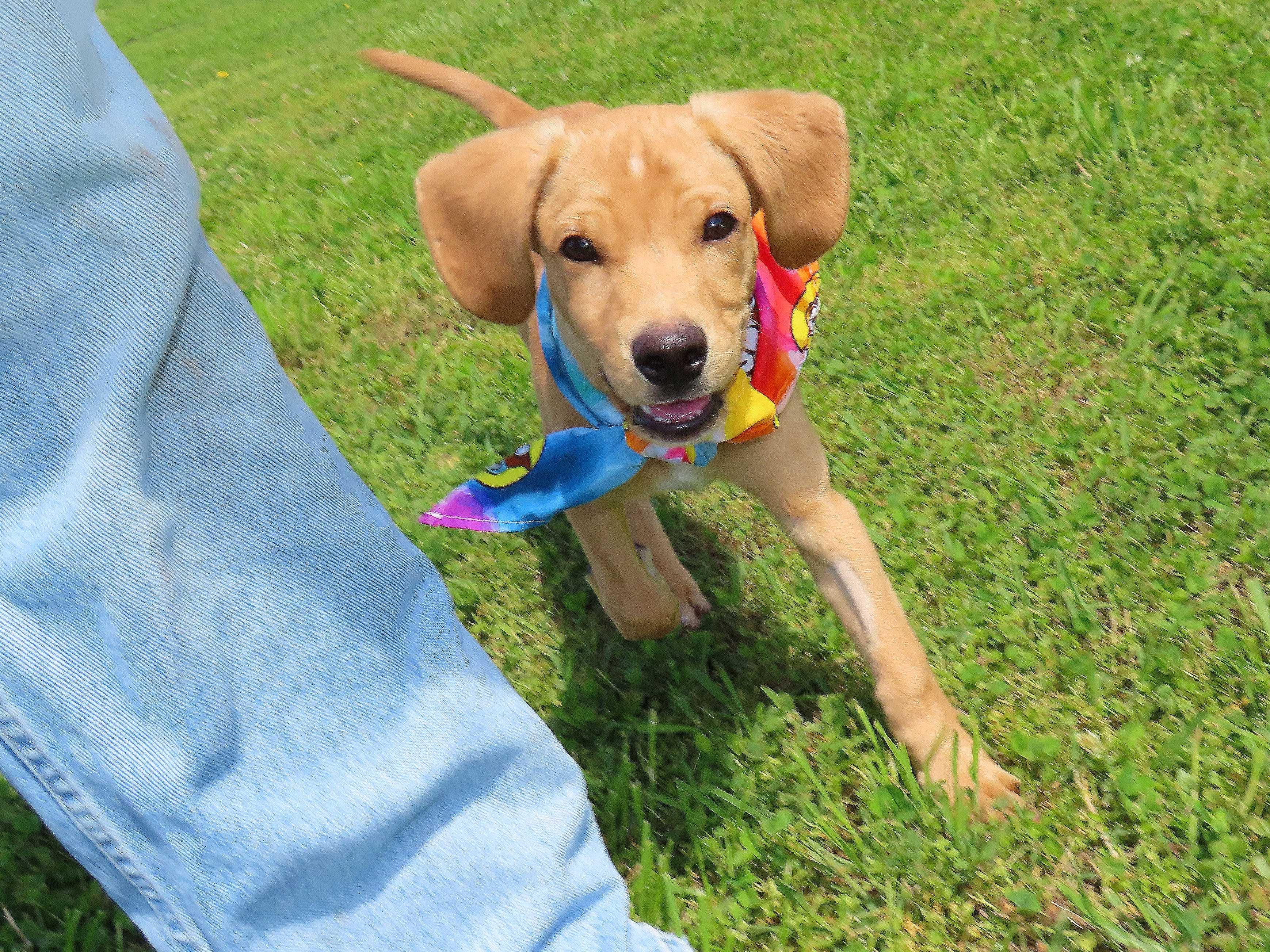 Flynn 26C-98, an adopted Yellow Labrador Retriever in Rogers, AR image 5/5