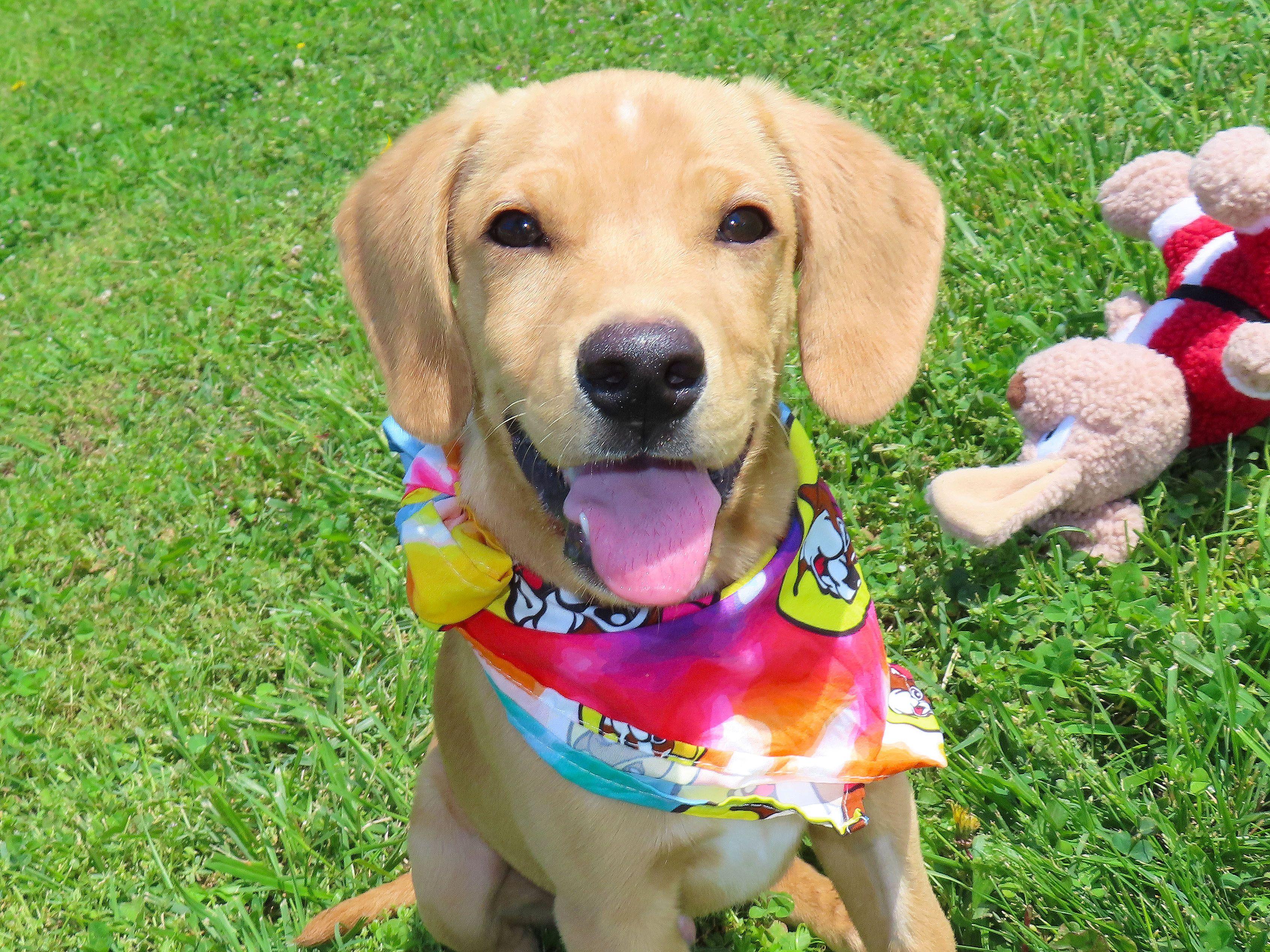Flynn 26C-98, adopted, Puppy Male Yellow Labrador Retriever.