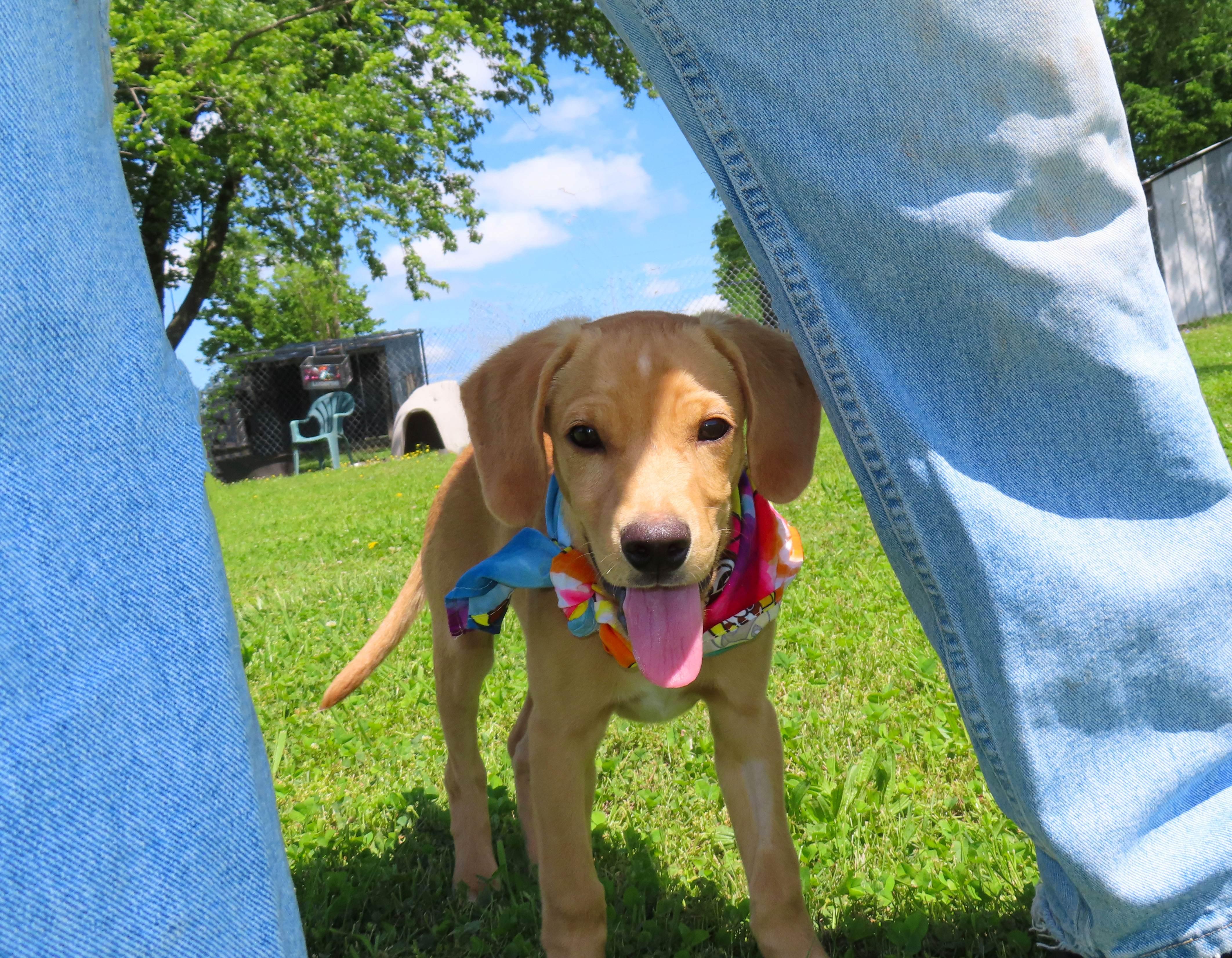 Flynn 26C-98, an adopted Yellow Labrador Retriever in Rogers, AR image 3/5