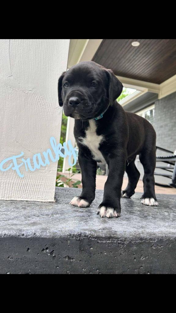 Enlarge Franky, a Adopted mixed breed in Mustang, OK image 1/1