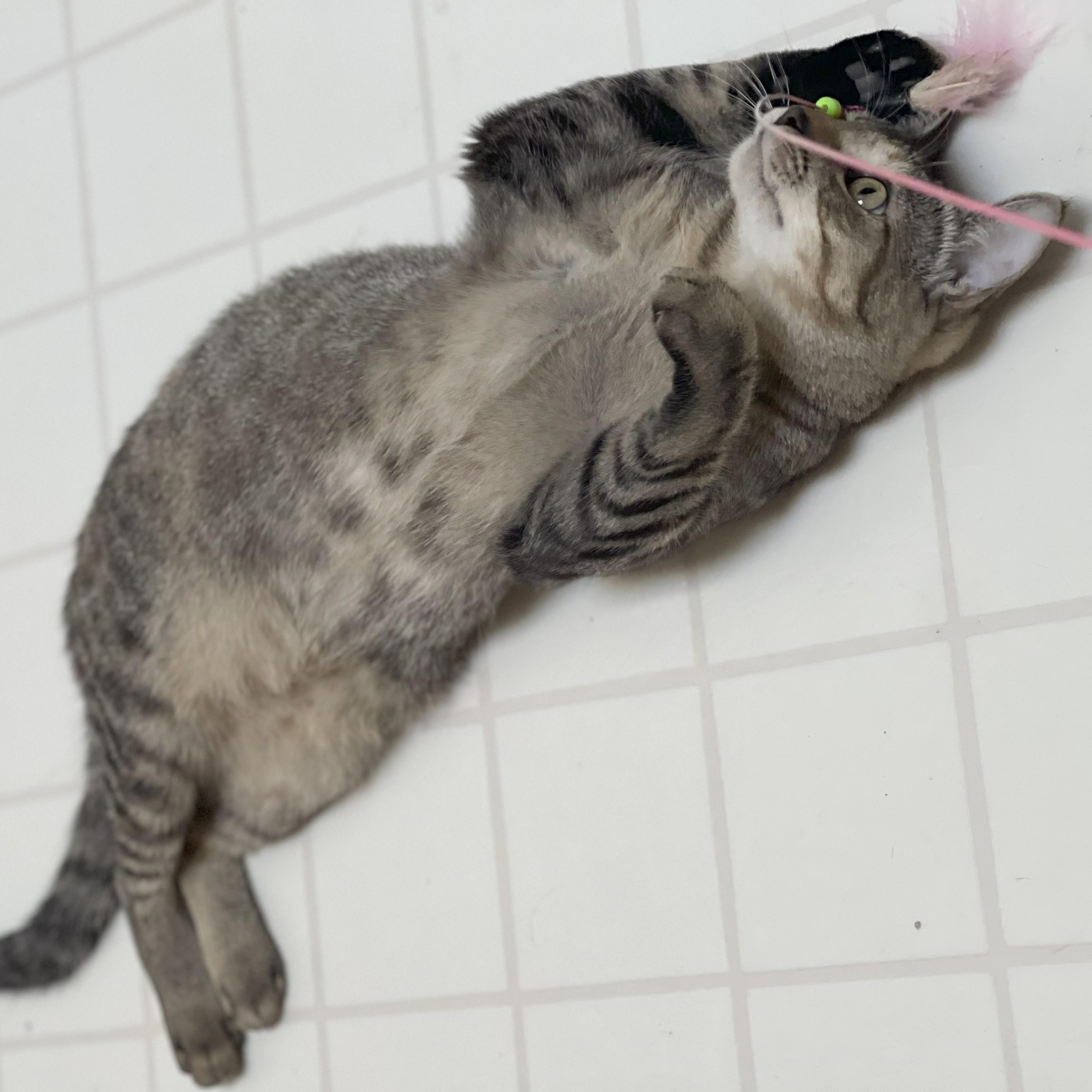 Plum (bonded to Peach), an adoptable Domestic Short Hair in Renton , WA, 98059 | Photo Image 3