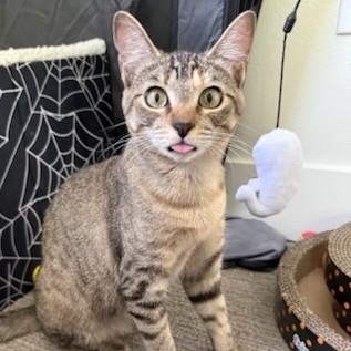 Enlarge Plum (bonded to Peach), a Adoptable Domestic Short Hair in Renton , WA image 1/5