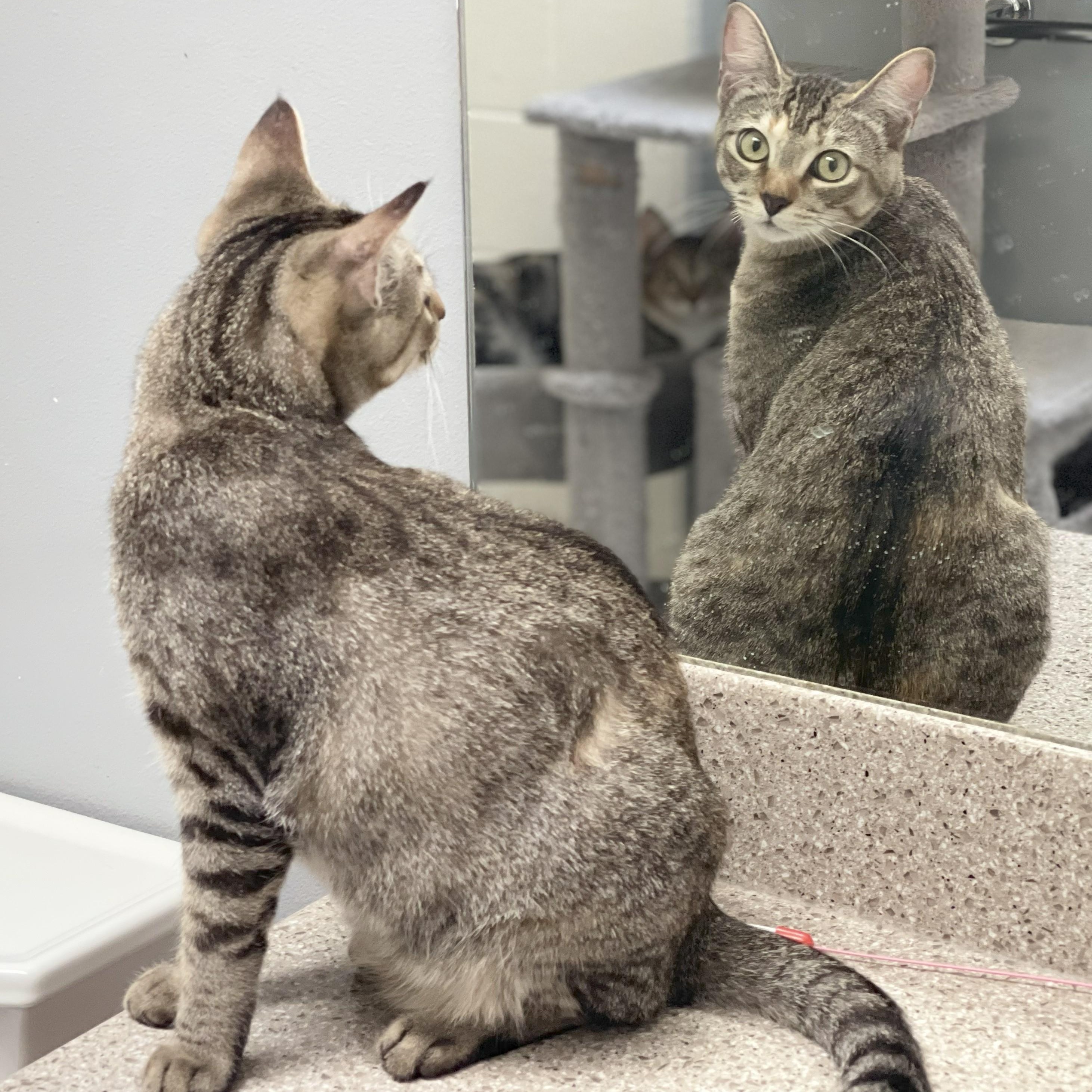 Plum (bonded to Peach), an adoptable Domestic Short Hair in Renton , WA, 98059 | Photo Image 5