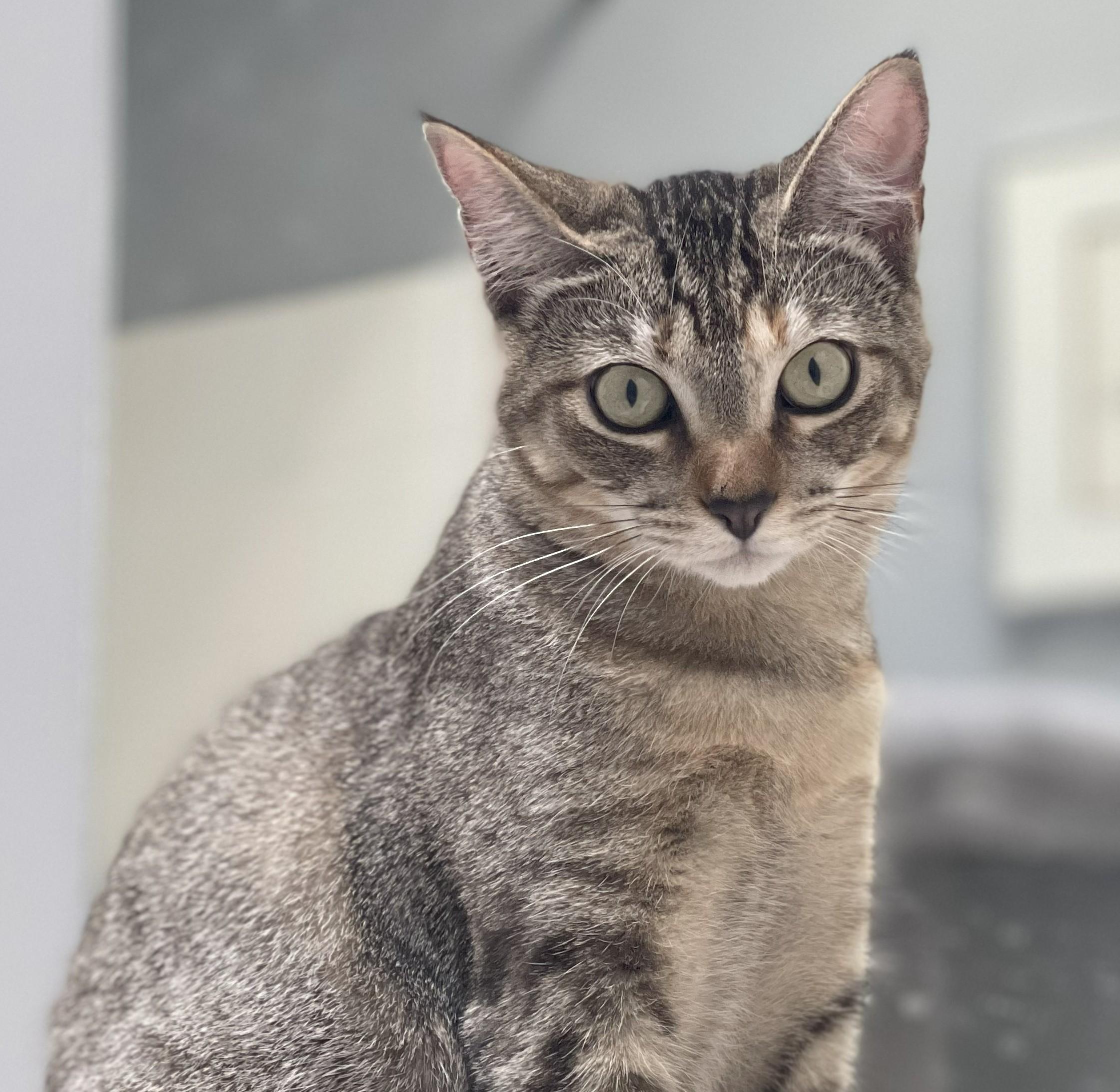 Plum (bonded to Peach), an adoptable Domestic Short Hair in Renton , WA, 98059 | Photo Image 2