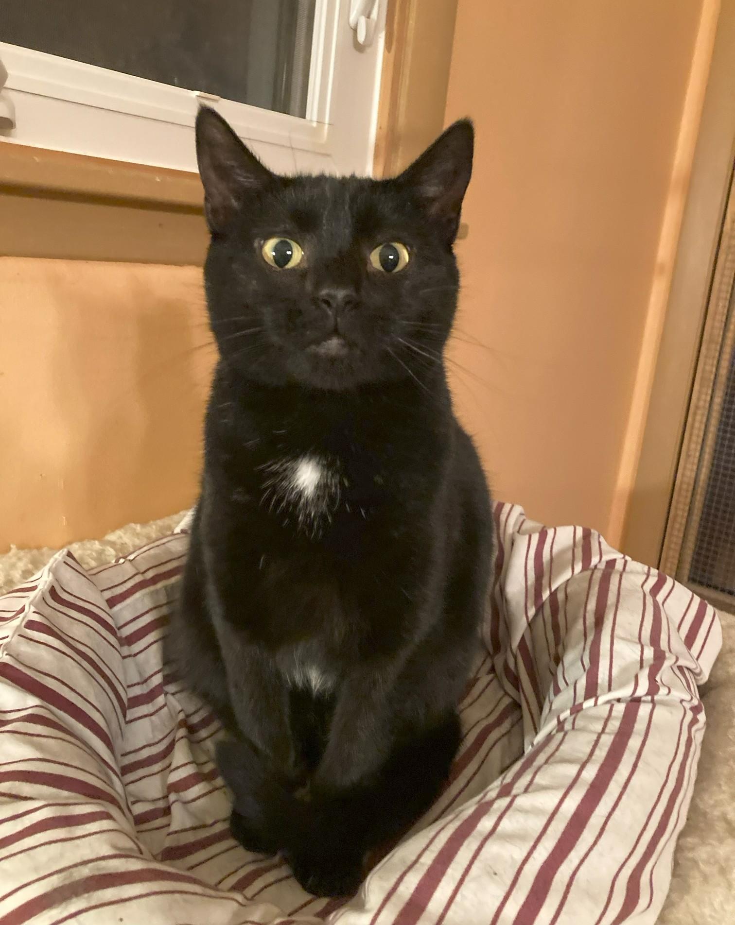 Enlarge Licorice, a ADOPTABLE Domestic Short Hair in Barrington Hills, IL image 1/1