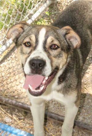 Bannie, an adoptable Shepherd in Savannah, MO_image-1