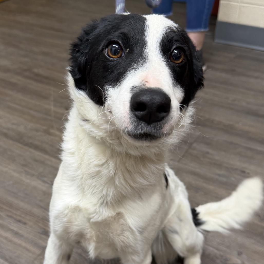 Enlarge Rabbit, a Adoptable Setter in Danville, KY image 1/1