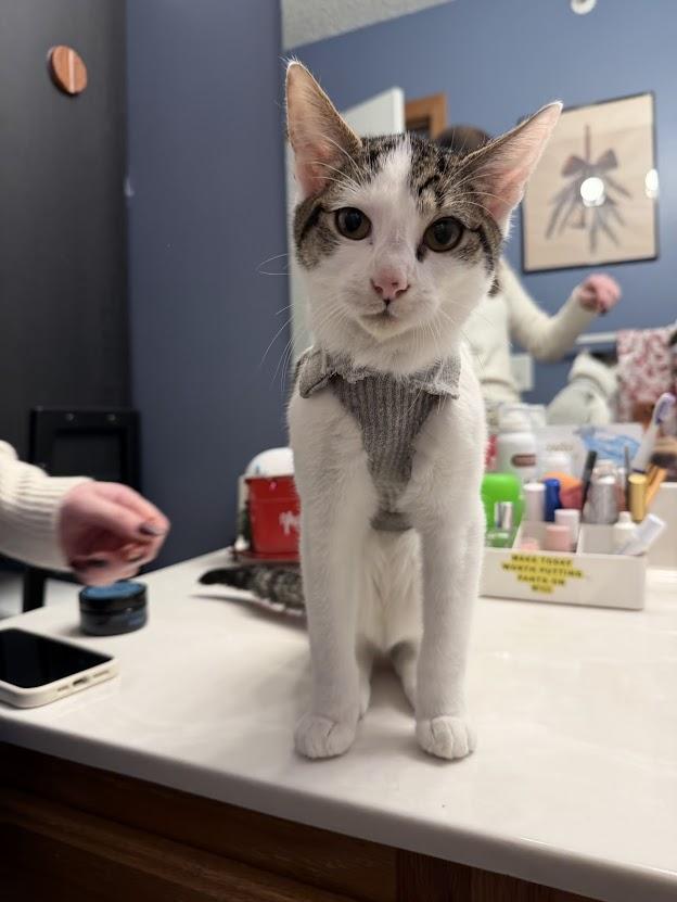 Achilles, adoptable, Kitten Male Domestic Short Hair & Turkish Van.