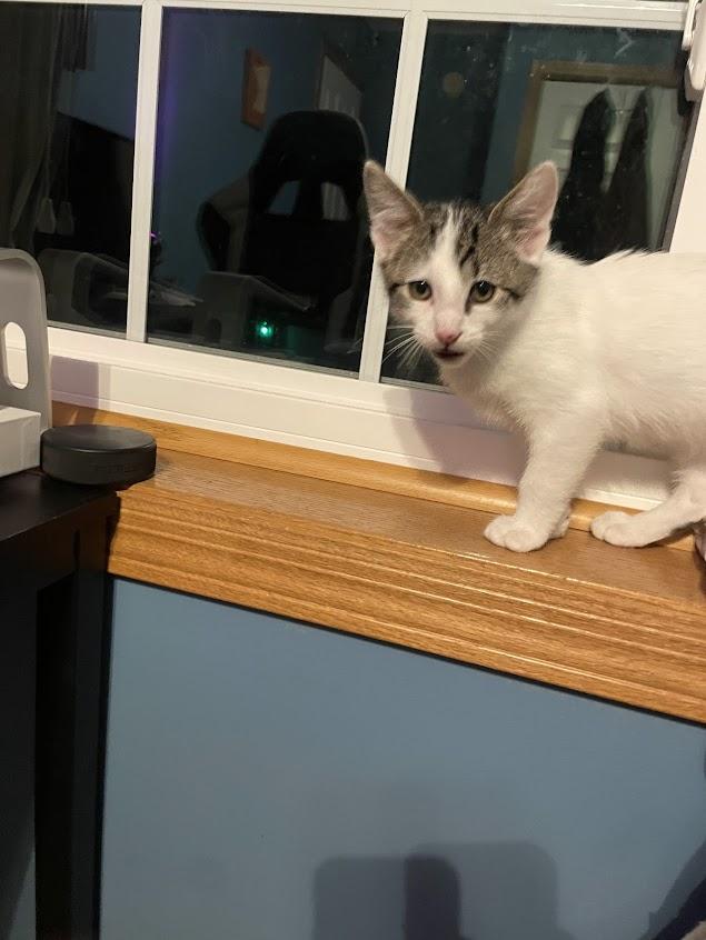 Enlarge Achilles, an adoptable mixed breed in River Falls, WI image 3/6