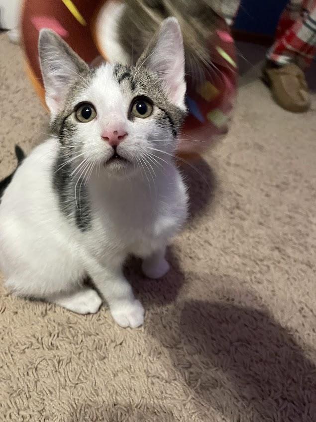Achilles, adoptable, Kitten Male Domestic Short Hair & Turkish Van.