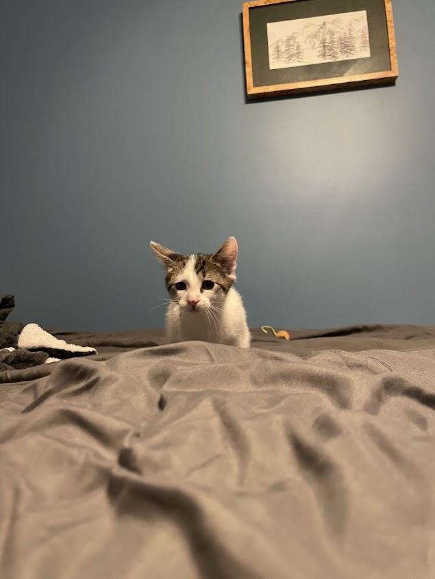 Enlarge Achilles, an adoptable mixed breed in River Falls, WI image 4/6