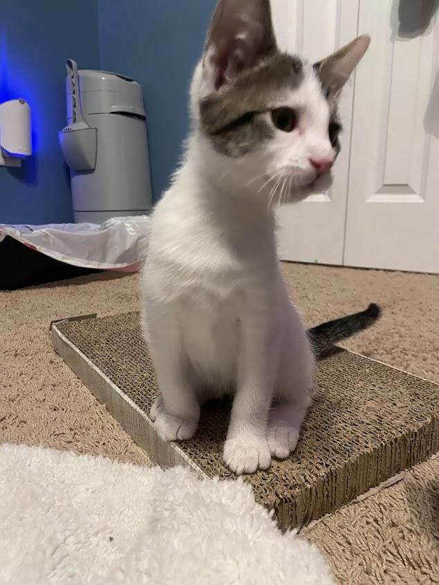 Enlarge Achilles, an adoptable mixed breed in River Falls, WI image 5/6