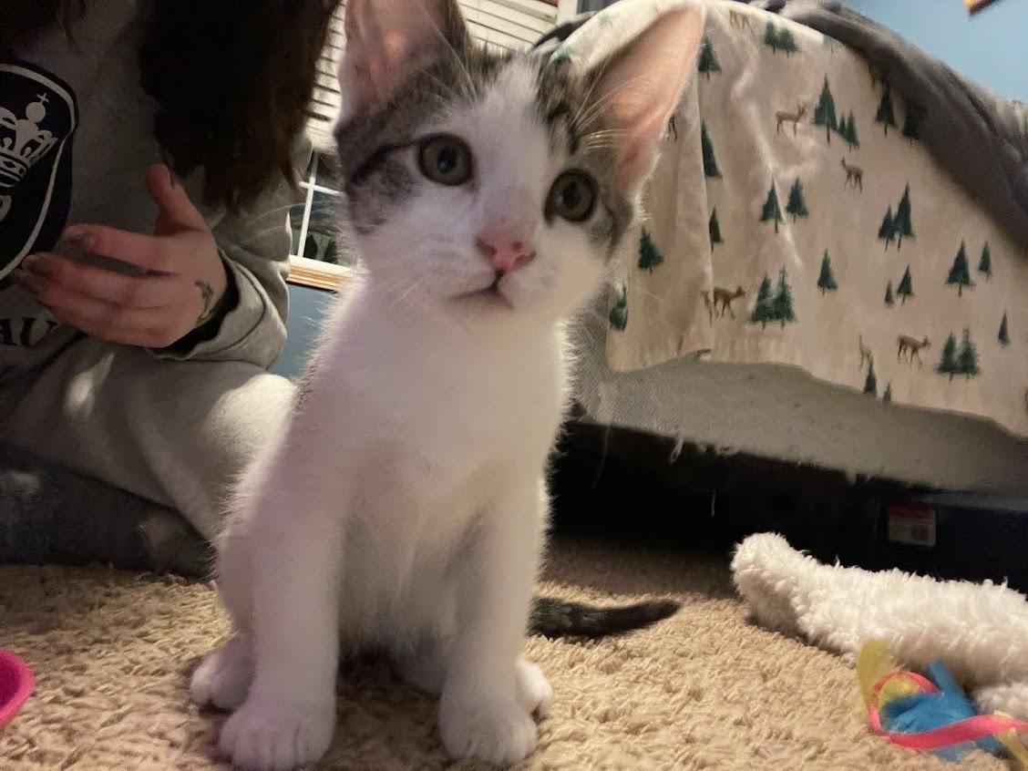 Enlarge Achilles, an adoptable mixed breed in River Falls, WI image 6/6