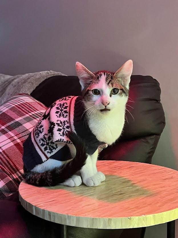 Achilles, an adoptable mixed breed in River Falls, WI image 6/6