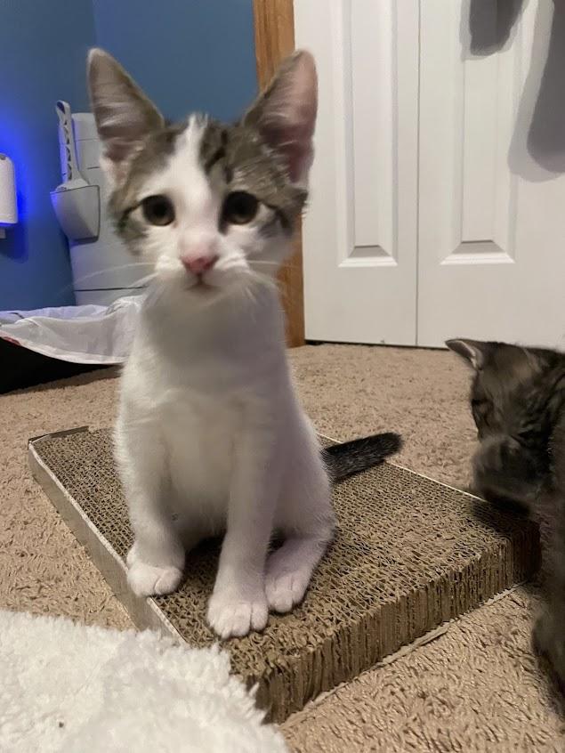 Enlarge Achilles, an adoptable mixed breed in River Falls, WI image 2/6