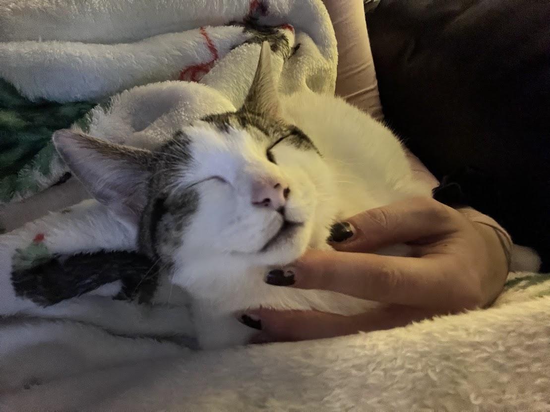 Achilles, an adoptable mixed breed in River Falls, WI image 5/6