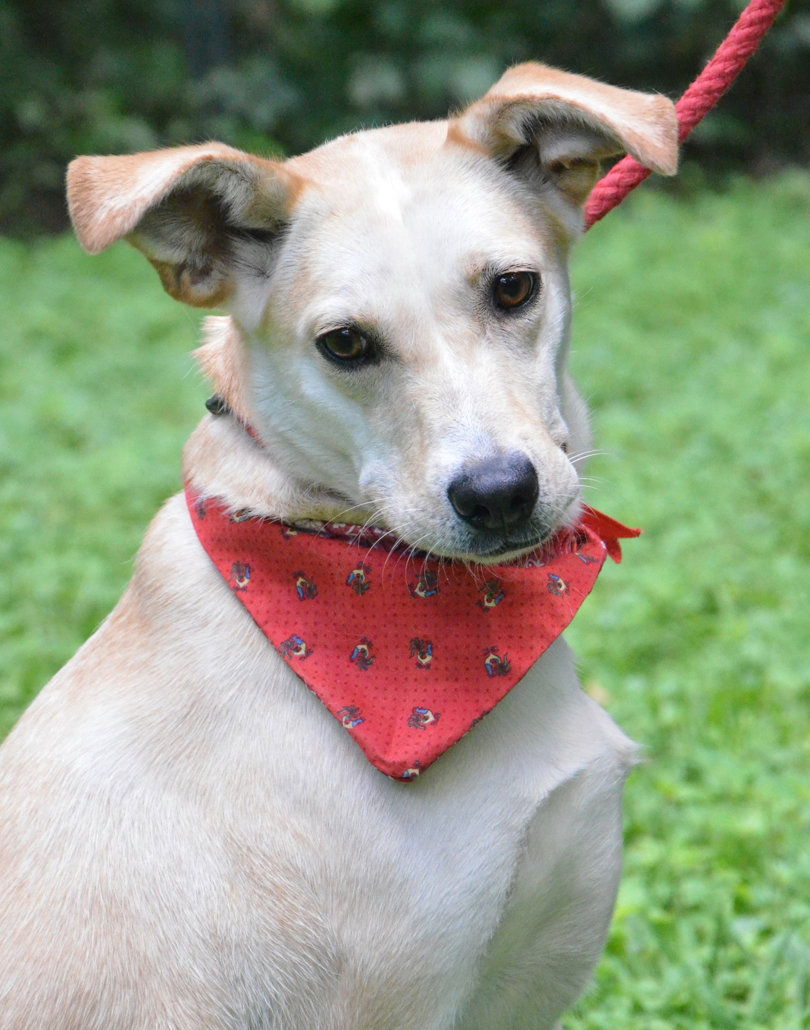 Leah, Adoptable, Adult Female Labrador Retriever & Hound.