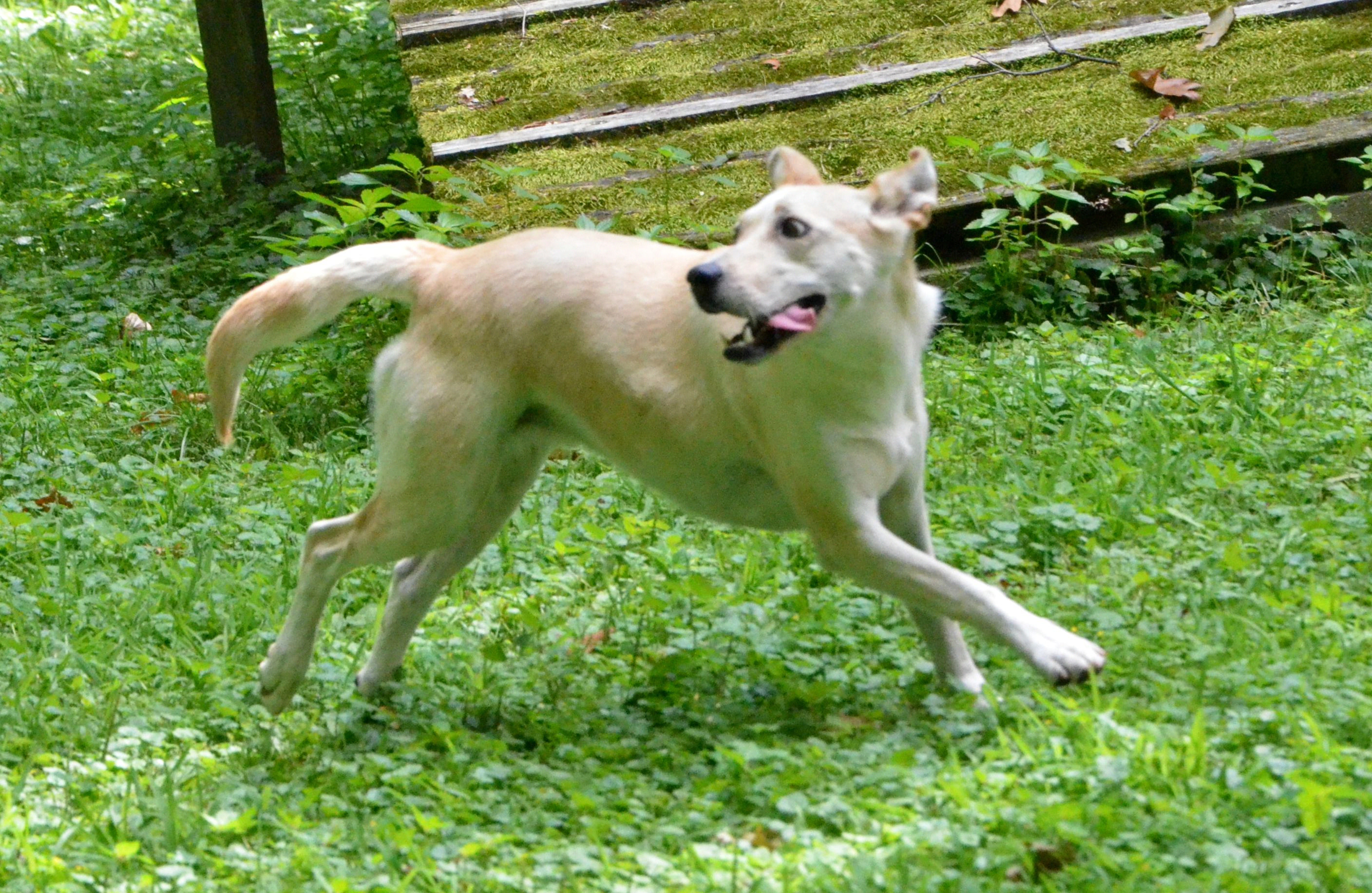 Leah, a Adoptable mixed breed in Columbus, WI image 5/6