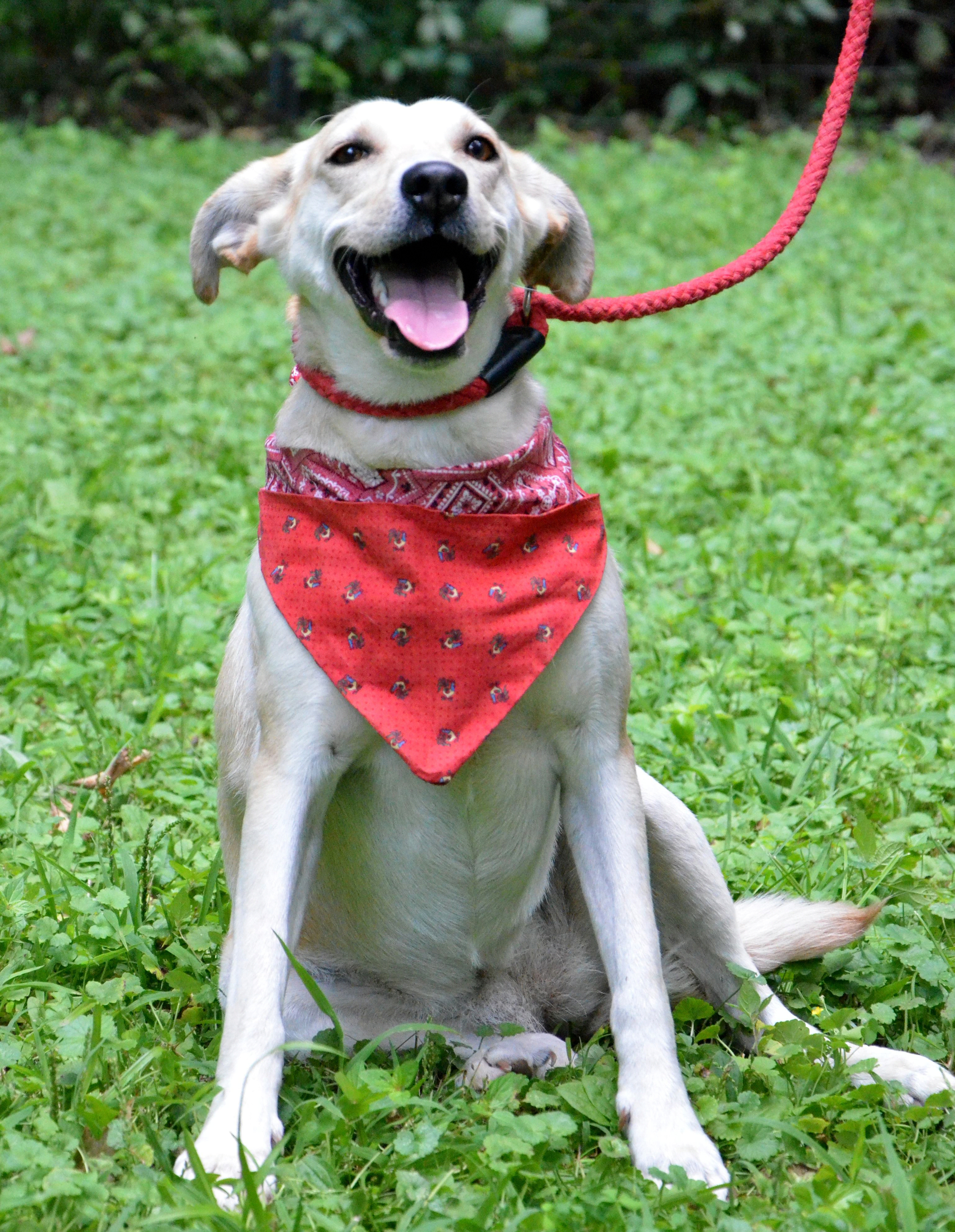 Leah, a Adoptable mixed breed in Columbus, WI image 6/6