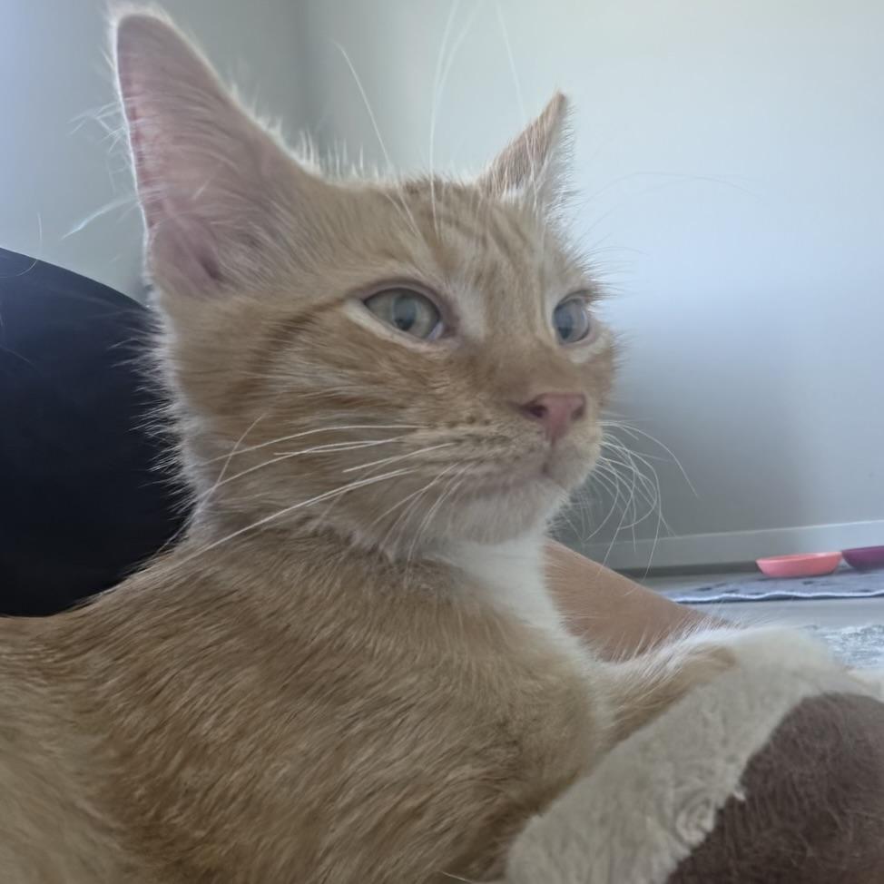 Enlarge Jelly Belly, a Adopted Domestic Long Hair in Renton, WA image 4/6