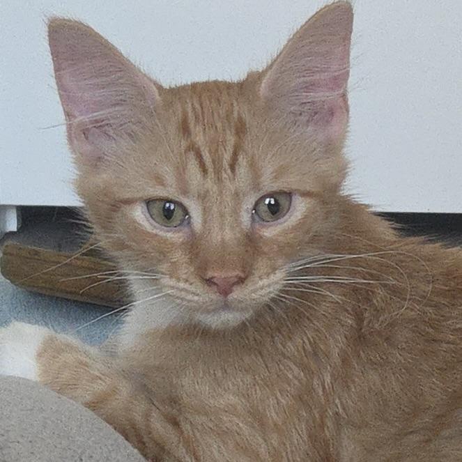Enlarge Jelly Belly, a Adopted Domestic Long Hair in Renton, WA image 3/6