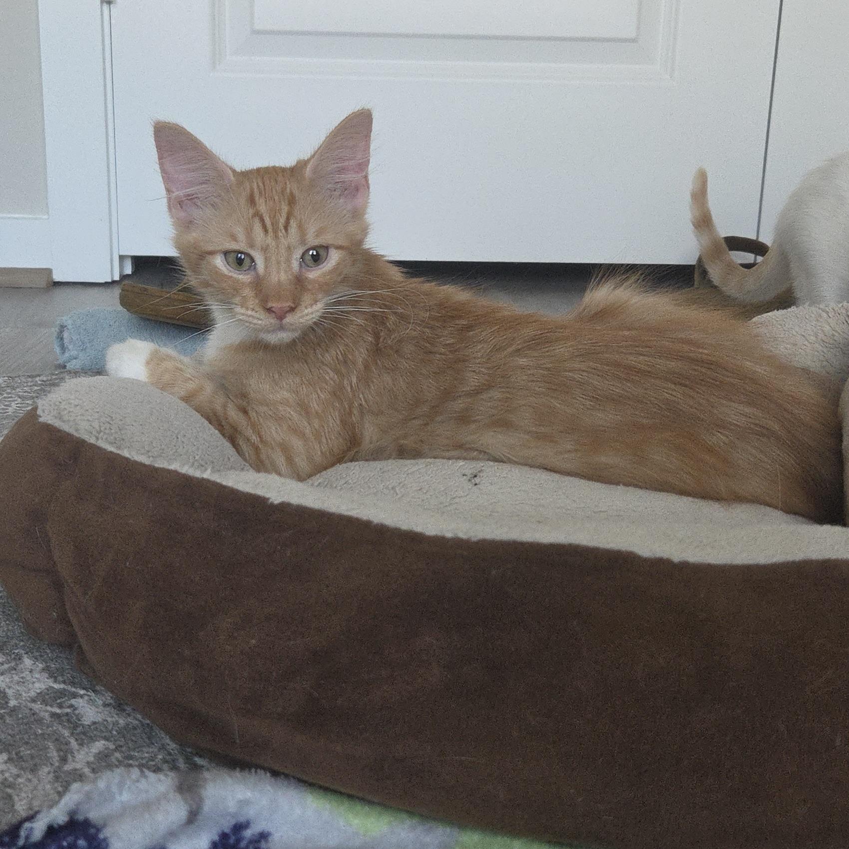 Enlarge Jelly Belly, a Adopted Domestic Long Hair in Renton, WA image 2/6