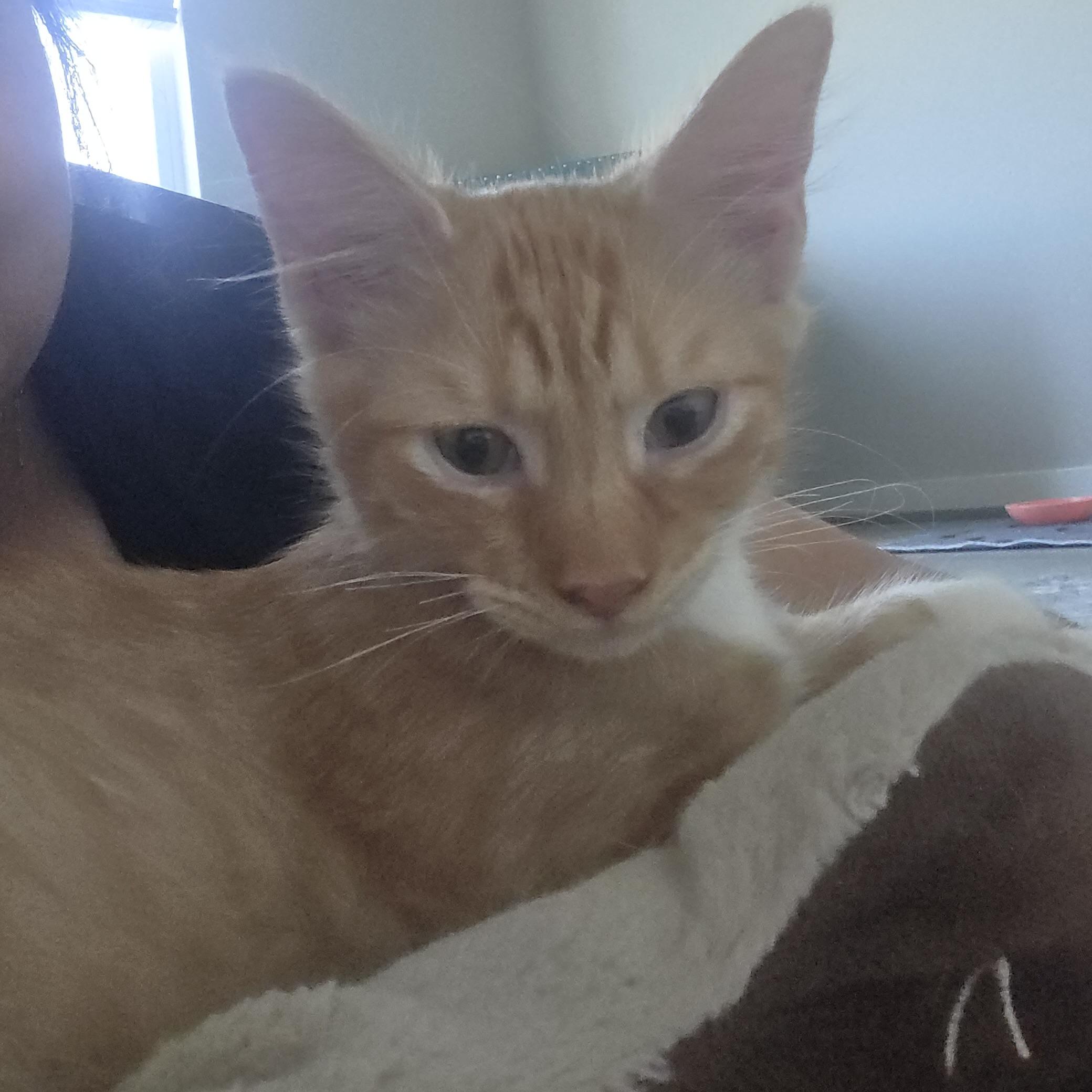 Jelly Belly, Adopted, Kitten Male Domestic Long Hair.