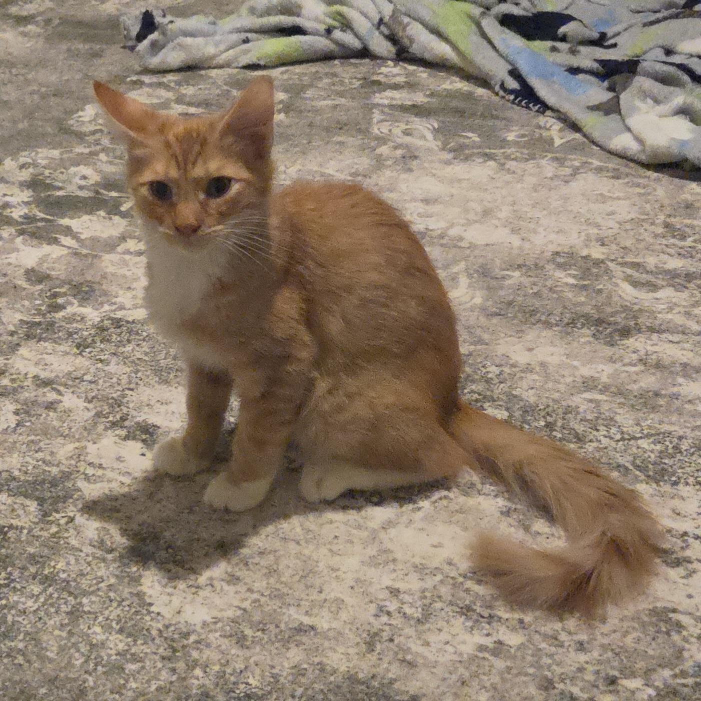 Enlarge Jelly Belly, a Adopted Domestic Long Hair in Renton, WA image 5/6