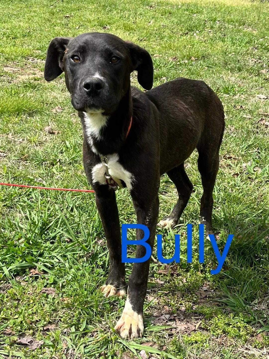 Enlarge bully, a Adoptable mixed breed in Chattanooga, TN image 1/1