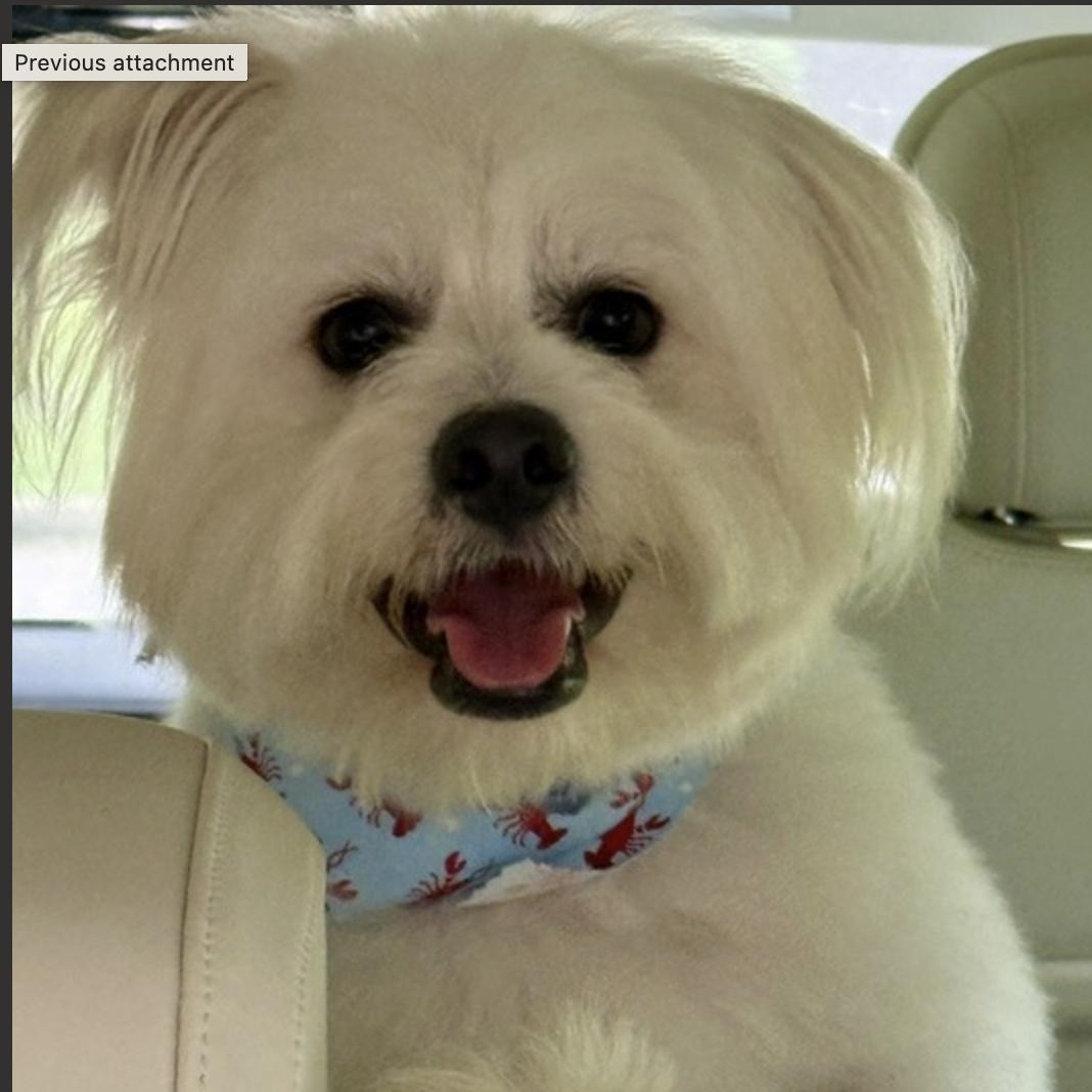 HOMER, adopted, Young Male Maltese & Bichon Frise.