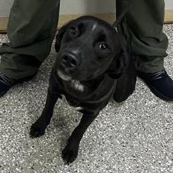 Enlarge Kabao, a ADOPTABLE Mixed Breed in Defuniak Springs, FL image 1/1