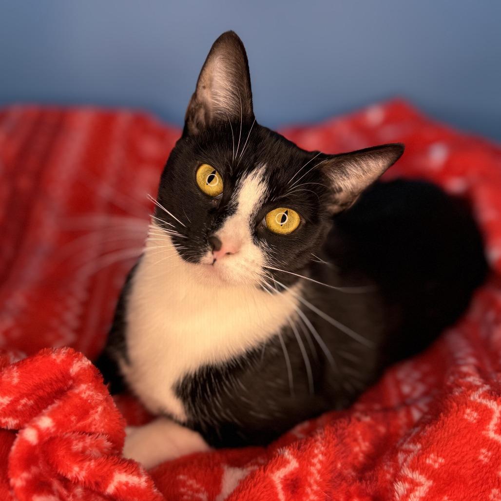 Donut, Adoptable, Adult Female Domestic Medium Hair.