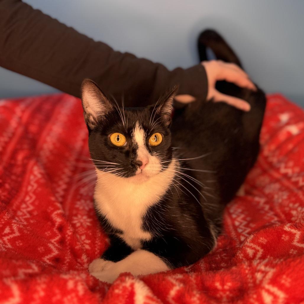 Enlarge Donut, a Adoptable Domestic Medium Hair in San Antonio, TX image 2/6