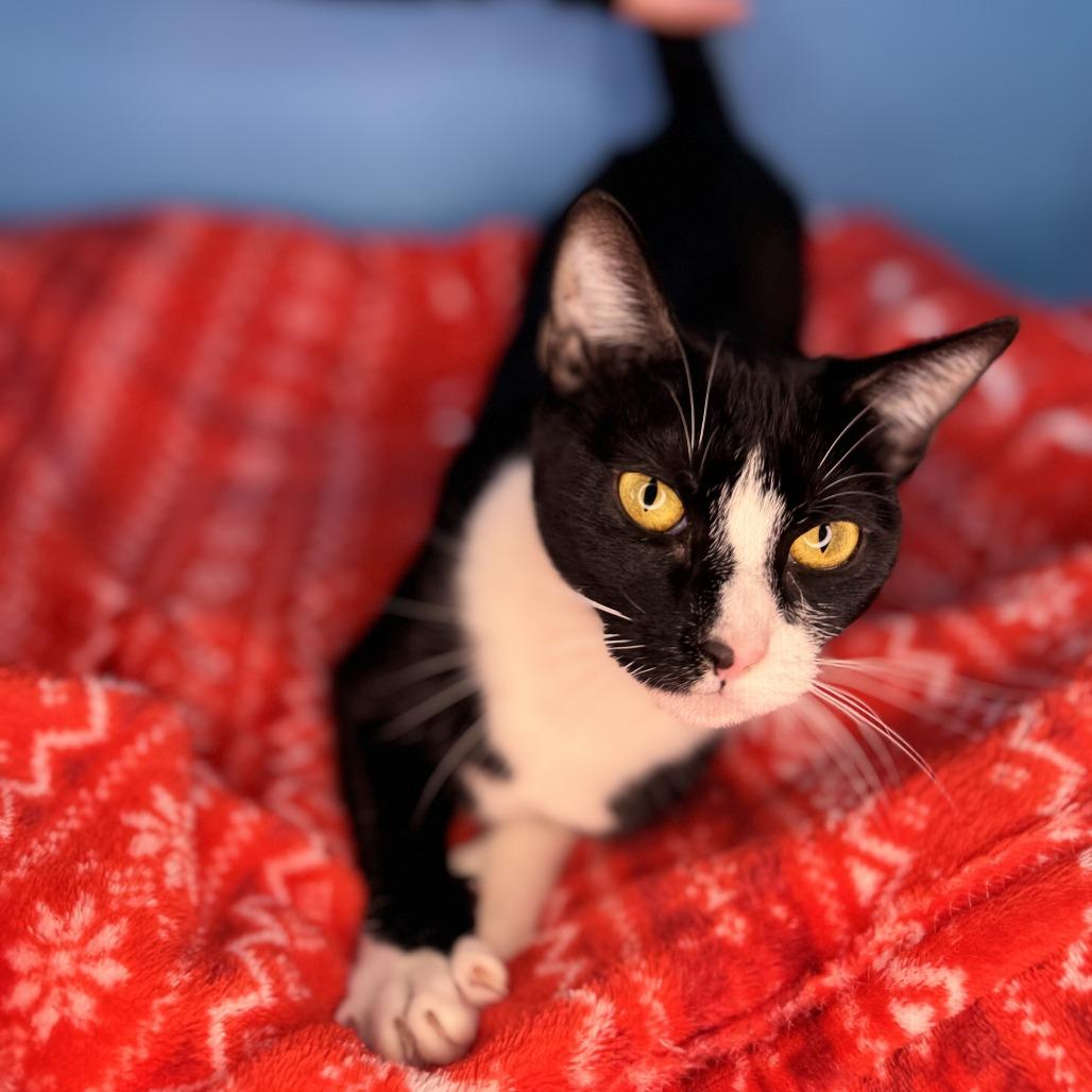 Enlarge Donut, a Adoptable Domestic Medium Hair in San Antonio, TX image 3/6